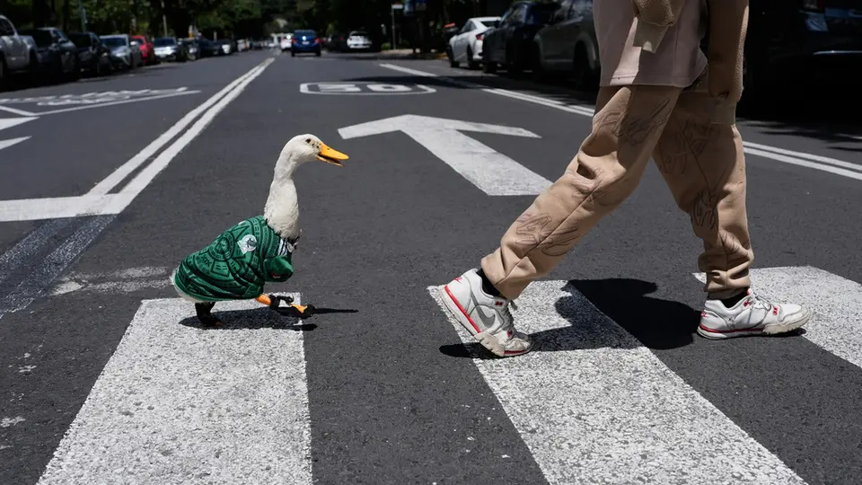 Merlín, el pato mexicano mundialista | AP