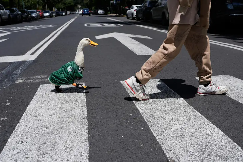 Merlín, el pato mexicano mundialista | AP