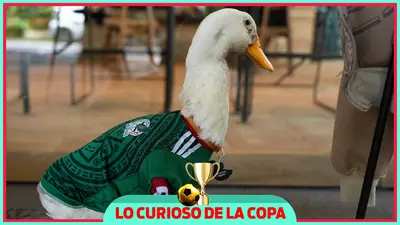 Merlín, el pato mundialista, recibió un "pasillo" por parte de voluntarios mundialistas