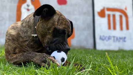 ¿Dónde y cuándo será la jornada de adopción de perros y gatos del Metro CDMX?