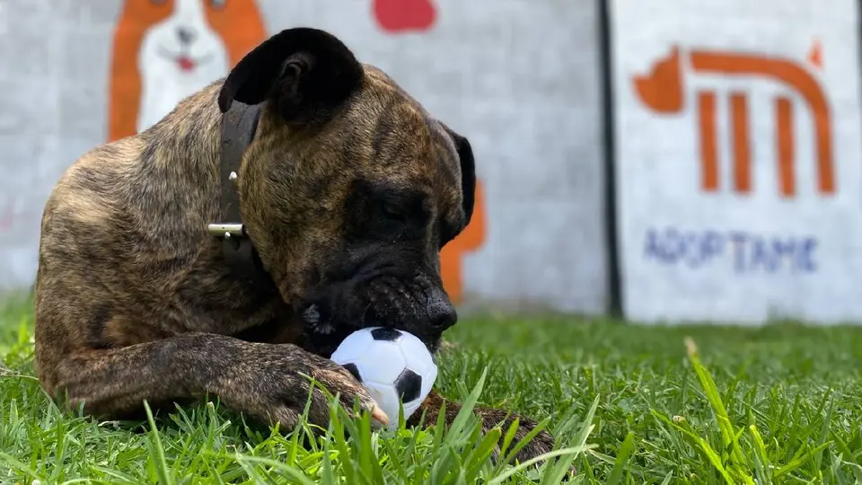 ¿Dónde y cuándo será la jornada de adopción de perros y gatos del Metro CDMX?