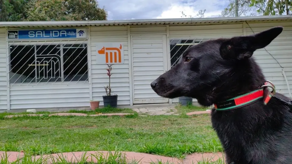 Los asistentes podrán conocer a perros y gatos rescatados que esperan ser adoptados por una familia./ Metro