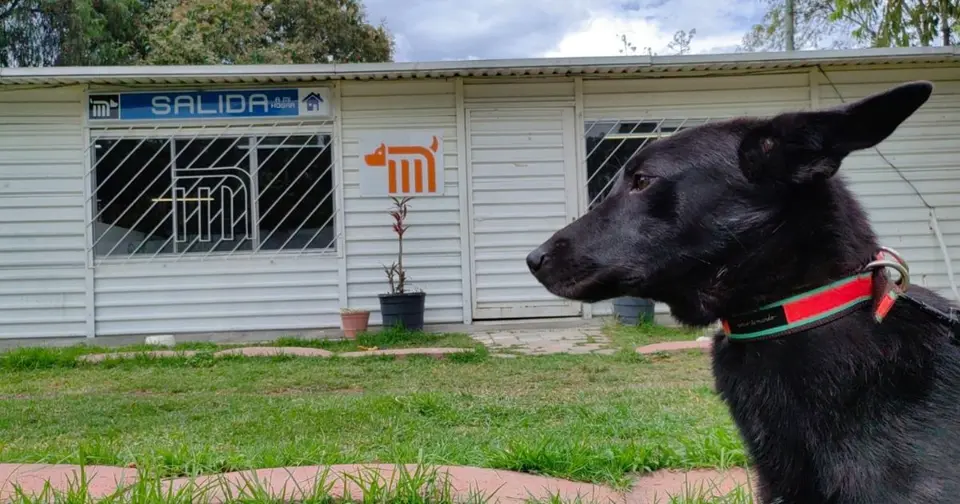 Los asistentes podrán conocer a perros y gatos rescatados que esperan ser adoptados por una familia./ Metro