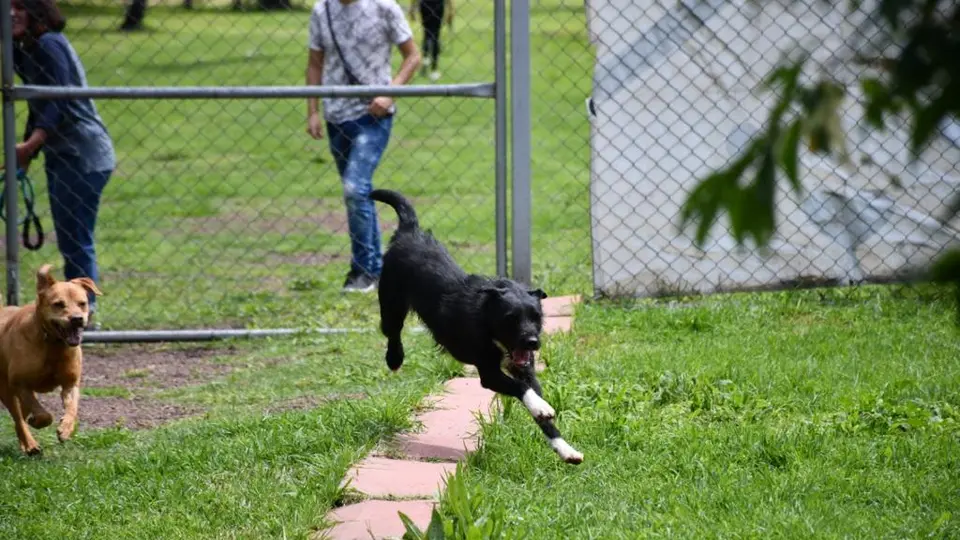Perros y gatos bajo resguardo de la Brigada de Vigilancia Animal y del Centro de Transferencia Canina buscarán un nuevo hogar./ Metro
