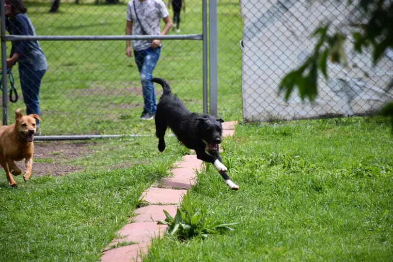 Perros y gatos bajo resguardo de la Brigada de Vigilancia Animal y del Centro de Transferencia Canina buscarán un nuevo hogar./ Metro
