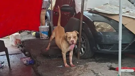 Ataque de perro en Indios Verdes termina en tragedia: hombre muere tras ser mordido