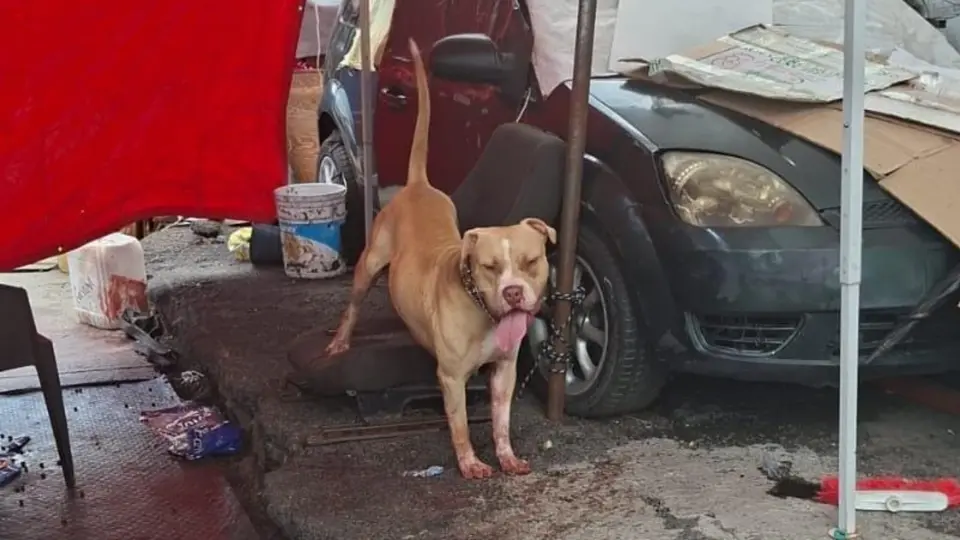 Ataque de perro en Indios Verdes termina en tragedia: hombre muere tras ser mordido
