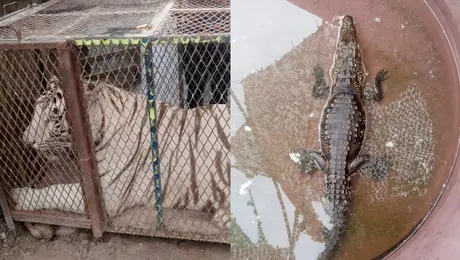 Aseguran a un tigre de Bengala y un cocodrilo en un autolavado de Chihuahua