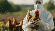 Aparece primer caso humano de influenza aviar en México ¿Qué hacer?