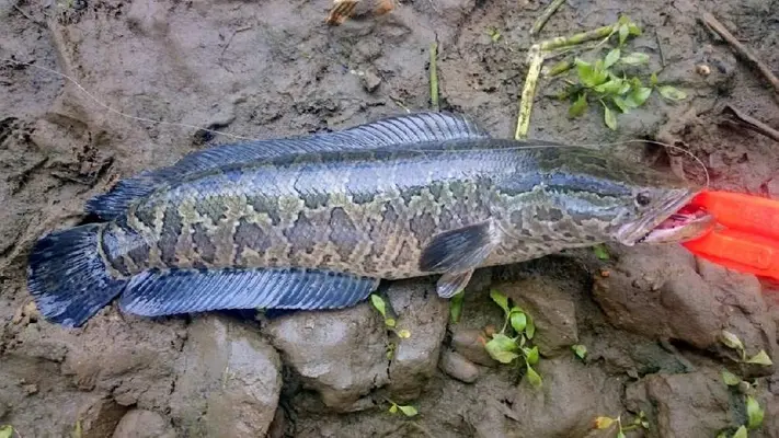 Pez cabeza de serpiente alerta a Estados Unidos; puede ‘caminar’ en tierra y respira aire
