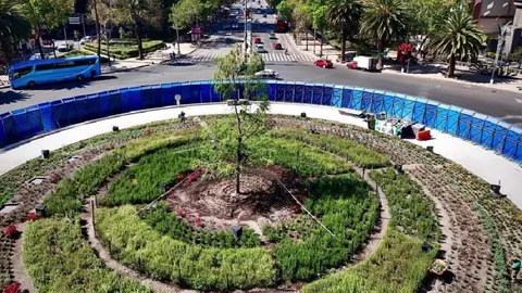 Vallas que protegen al ahuehuete podrían ser retiradas de Paseo de la Reforma
