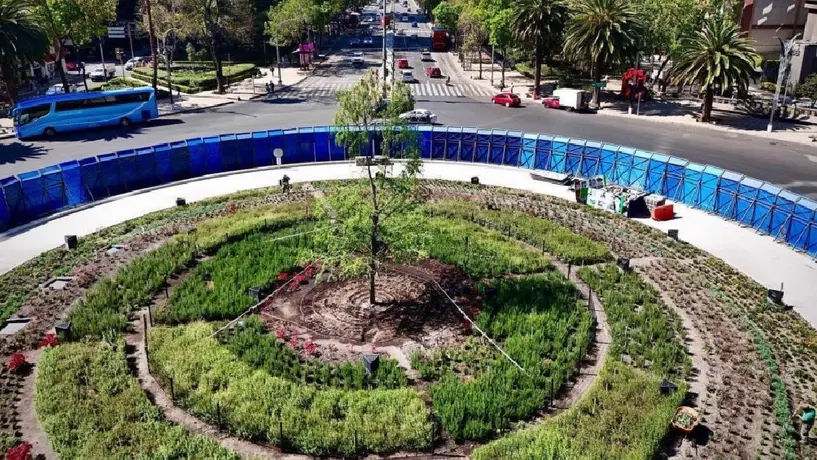 Vallas que protegen al ahuehuete podrían ser retiradas de Paseo de la Reforma