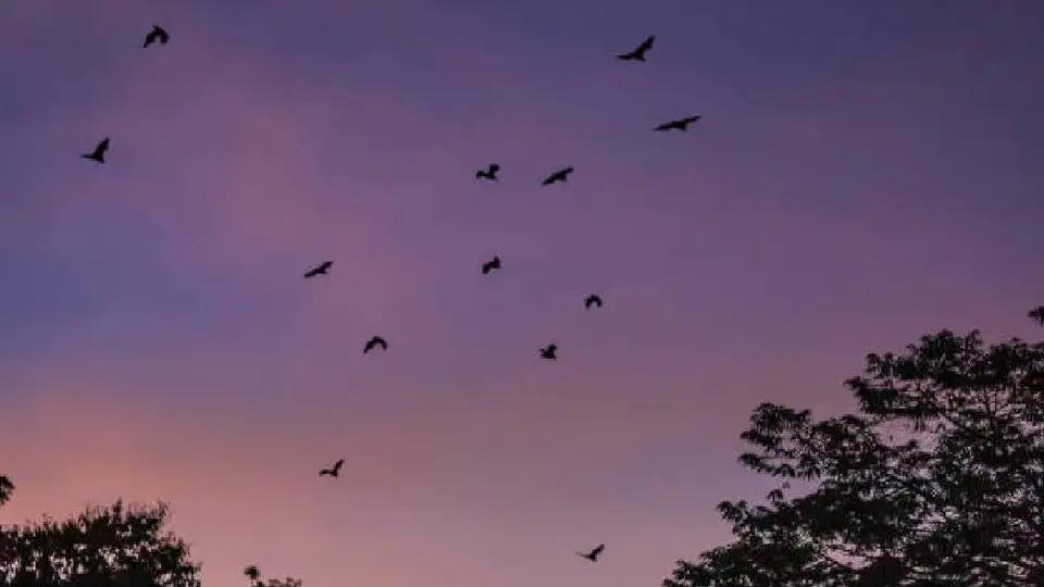 ¿Qué son las Noches de Murciélagos en Xochimilco y cuál es su horario?