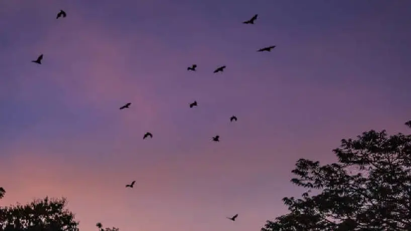 ¿Qué son las Noches de Murciélagos en Xochimilco y cuál es su horario?