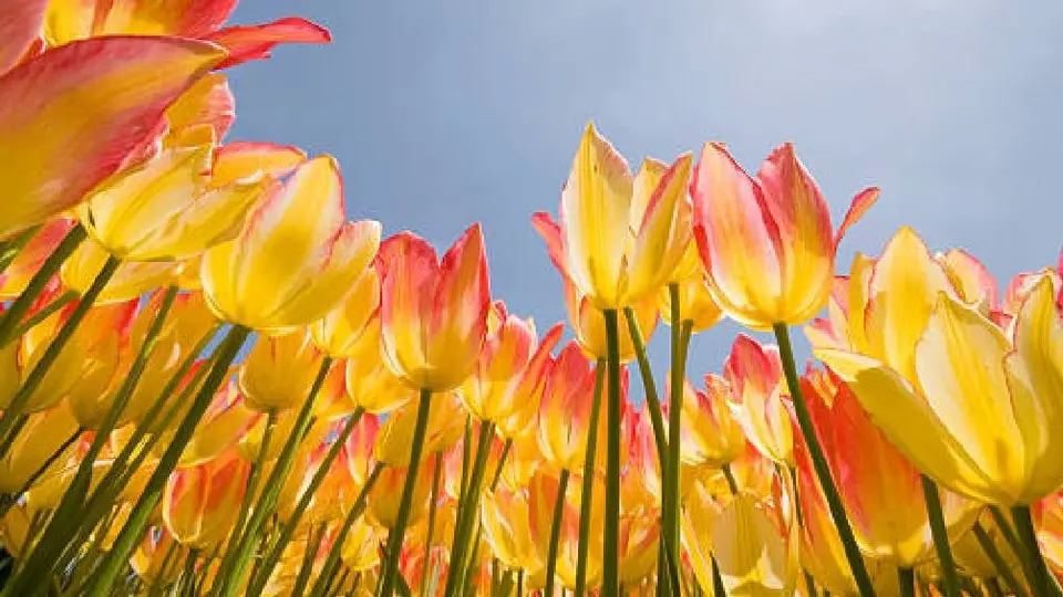 Equinoccio de Primavera 2025: ¿Cuándo es y a qué hora inicia la Primavera en México?