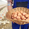 Precio del huevo podría aumentar 41% más en Estados Unidos ¿Pero por qué?