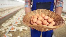 Precio del huevo podría aumentar 41% más en Estados Unidos ¿Pero por qué?