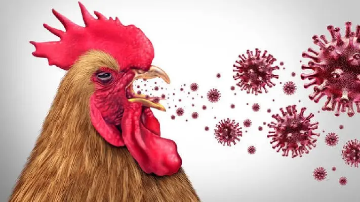 Detectan caso de influenza aviar AH7N3 en Nuevo León: ¿existe riesgo para la salud?