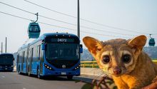 Trolebús ‘Cacomixtle’ en CDMX: Ruta, estaciones y fecha de inauguración