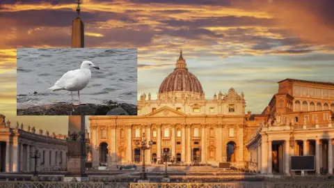 Cónclave 2025: ¿Qué significa la presencia de la gaviota blanca?