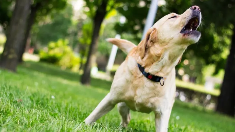 ¿Puedes recibir una multa económica si tu perro ladra mucho en la CDMX? Esto dice la Ley de Cultura Cívica