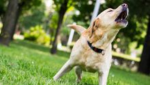 ¿Puedes recibir una multa económica si tu perro ladra mucho en la CDMX? Esto dice la Ley de Cultura Cívica
