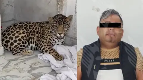 Rescatan a bebé jaguar en Puebla; el presunto dueño ataca a elementos de la Fiscalía