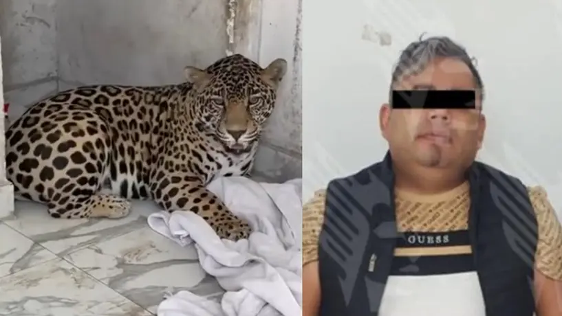Rescatan a bebé jaguar en Puebla; el presunto dueño ataca a elementos de la Fiscalía
