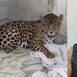 Rescatan a bebé jaguar en Puebla; el presunto dueño ataca a elementos de la Fiscalía