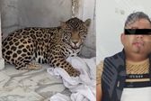 Rescatan a bebé jaguar en Puebla; el presunto dueño ataca a elementos de la Fiscalía