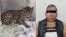 Rescatan a bebé jaguar en Puebla; el presunto dueño ataca a elementos de la Fiscalía