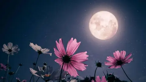 Luna de Flores 2025: ¿Qué es, cuándo y cómo se puede ver?