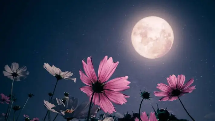 Luna de Flores 2025: ¿Qué es, cuándo y cómo se puede ver?