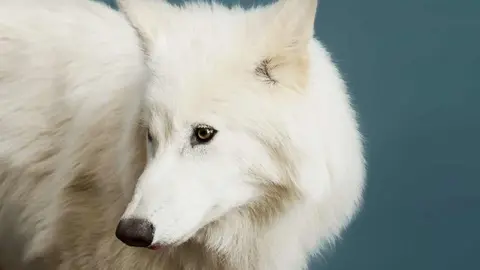 Científicos "reviven" al lobo terrible, especie que se extinguió hace más de 12 mil años