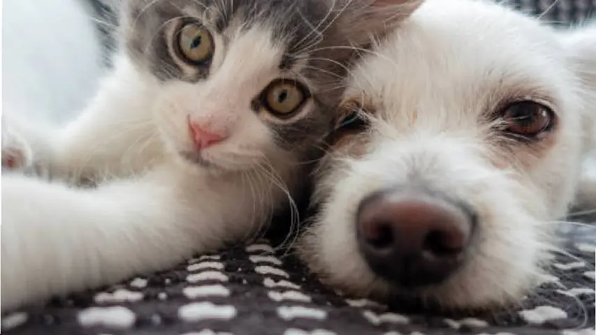 El gusano barrenador puede afectar a perros y gatos si presentan heridas abiertas. / iStock