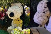 VIDEO: Secuestran a Snoopy en el Festival de la Flores