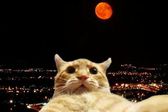 Eclipse lunar 2025: Y los memes no pudieron faltar