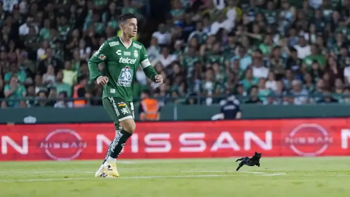 ¡Visita especial! Un gato causó sensación durante el León vs Rayados