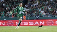 ¡Visita especial! Un gato causó sensación durante el León vs Rayados