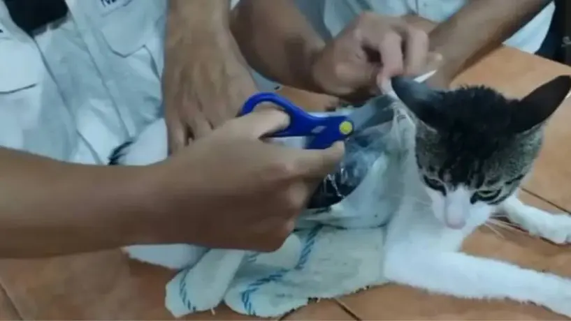 Gato con paquetes de droga es detenido en cárcel de Costa Rica