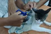 Gato con paquetes de droga es detenido en cárcel de Costa Rica