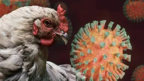 Gripe aviar prende alertas en México: suspenden importación de aves desde Brasil