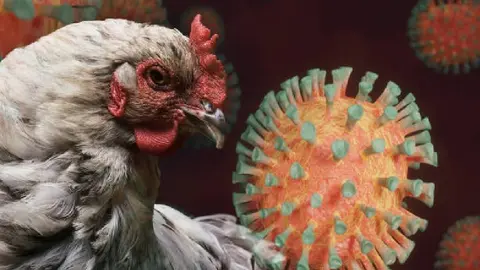 Gripe aviar prende alertas en México: suspenden importación de aves desde Brasil