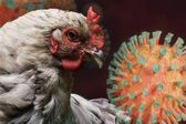 Gripe aviar prende alertas en México: suspenden importación de aves desde Brasil