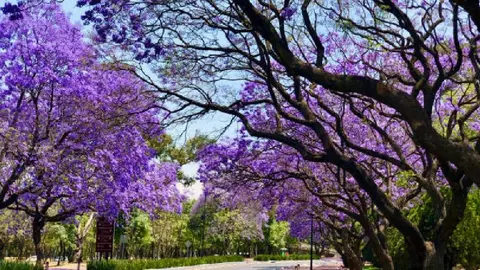 Noche de Primavera 2025: Sedes, horarios, artistas y todo lo que debes saber
