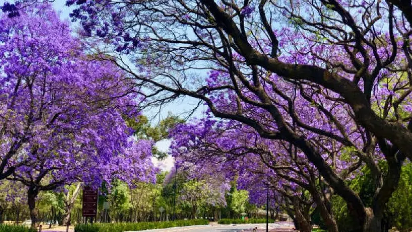 Noche de Primavera 2025: Sedes, horarios, artistas y todo lo que debes saber