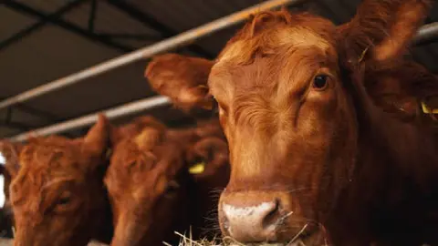 EE.UU. suspende importación de ganado mexicano por brote de gusano barrenador