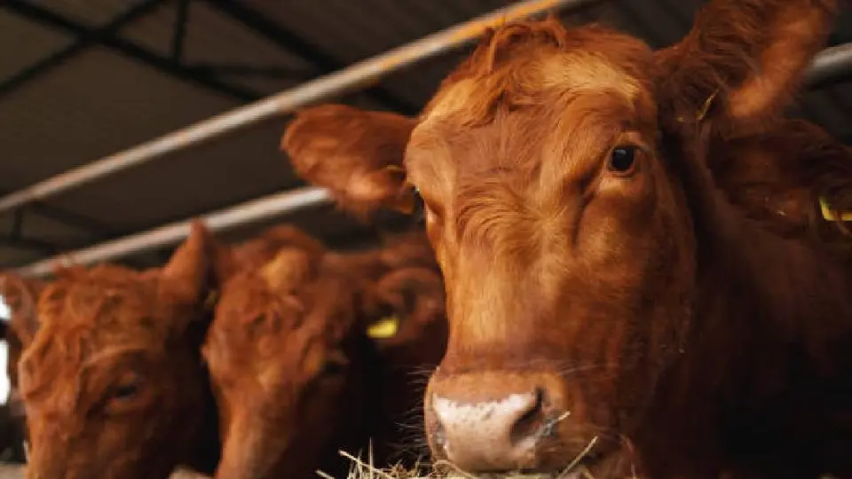 EE.UU. suspende importación de ganado mexicano por brote de gusano barrenador
