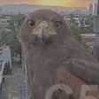 VIDEO: Momento mágico en CDMX, águila mira directo a cámara del C5