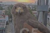 VIDEO: Momento mágico en CDMX, águila mira directo a cámara del C5